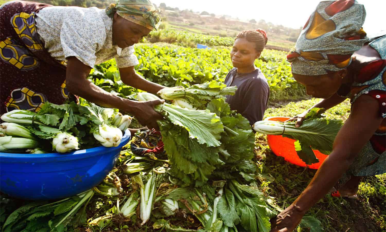 Fresh grocery products available at Frednes International Market